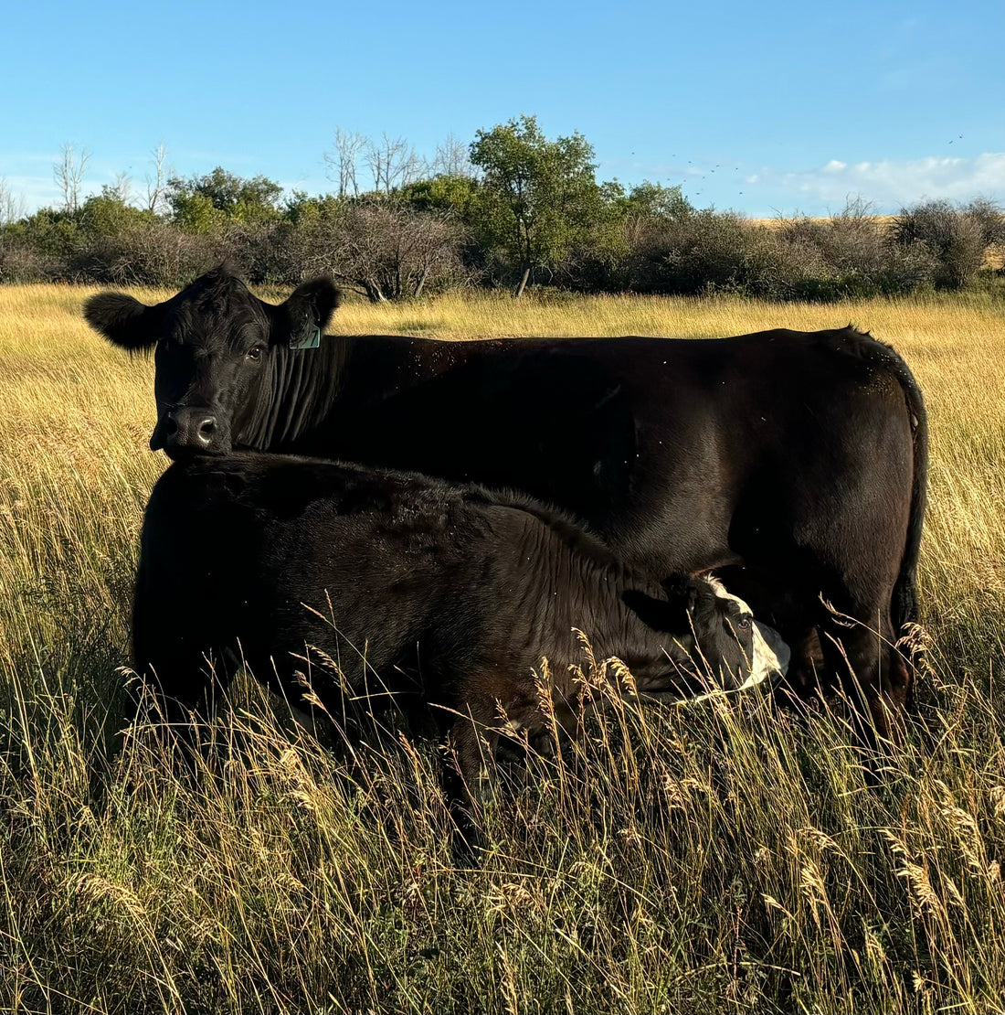 Cow Calf Pair Summer 2024